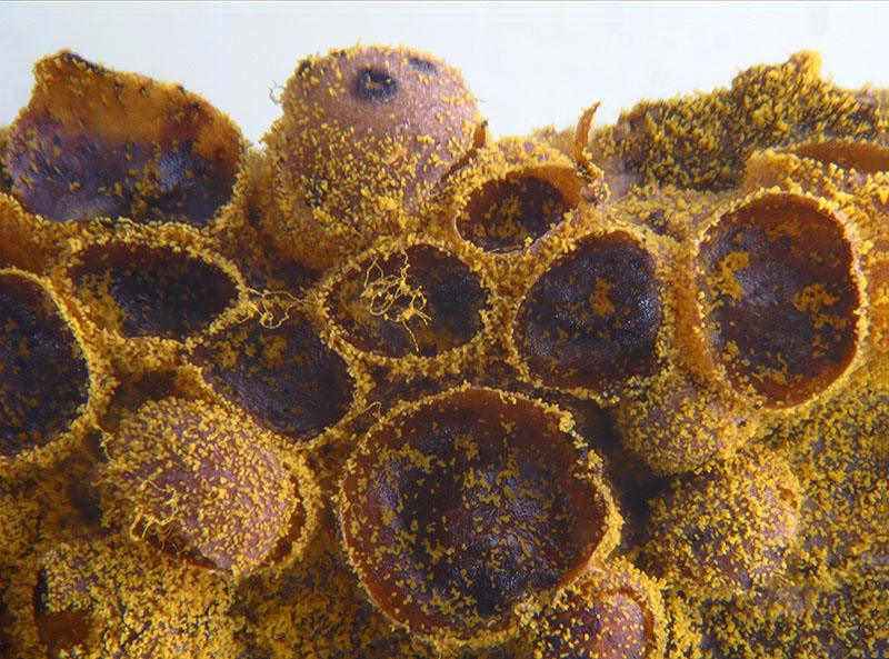 Perichaena corticalis